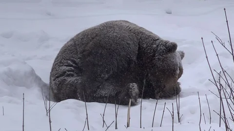 Wild brown bear sleeping on white ground , snowing weather, winter scenery 動画素材 74849381