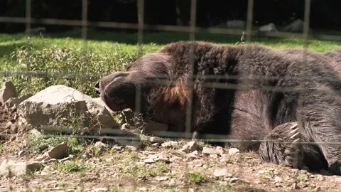 Wild brown bear sleeps on the ground Stock Footage 162504555