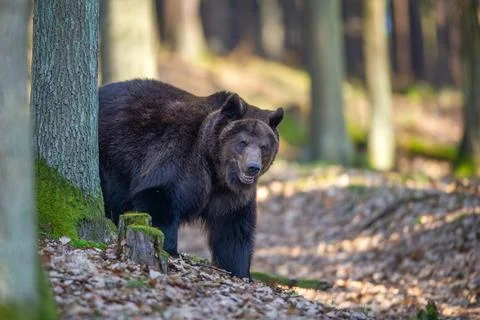 Wild Brown Bear Strolling Through Forest in Natural Habitat Stock Photos