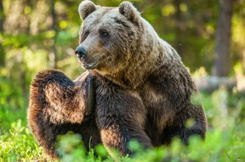 Wild Brown bear (ursus Arctos) in the summer forest. Green forest Stock Photos