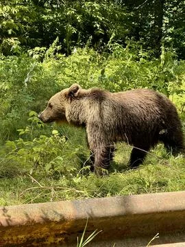 Wild brown bear walking in forest near Transfăgărășan Highway in Romania Stock Photos