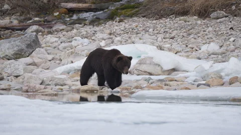 Wild brown bear wanders over rocks and ice after hibernation in search of food Stock Footage 309297616