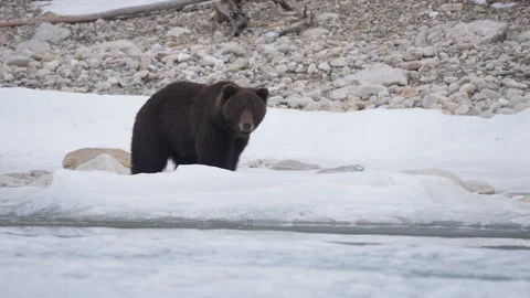 Wild brown bear wanders over rocks and ice after hibernation in search of food Stock Footage 309607958