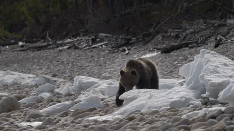 Wild brown bear wanders over rocks and ice after hibernation in search of food Stock Footage 310219208