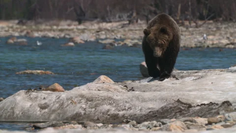Wild brown bear wanders over rocks and ice after hibernation in search of food Stock Footage 310219508