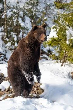 Wild brown bear in winter forest Fotos Stock