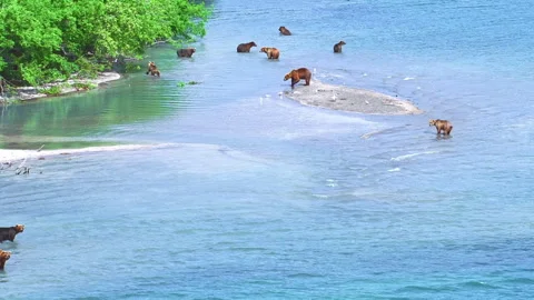 Wild brown bears catching salmon during spawning season Stock Footage 337028228