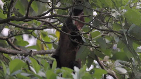 Wild Brown Capuchin Monkey fruit foraging in tropical rainforest jungle canopy Stock Footage 337552220