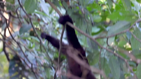 Wild Brown Capuchin Monkey fruit foraging in tropical rainforest jungle canopy Stock Footage 337552340