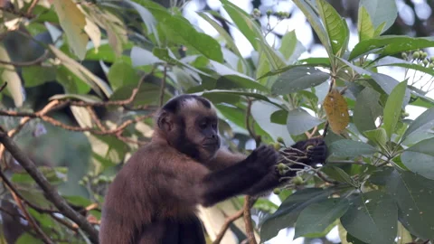 Wild Brown Capuchin Monkey fruit foraging in tropical rainforest jungle canopy Stock Footage 337552581