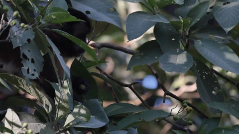 Wild Brown Capuchin Monkey fruit foraging in tropical rainforest jungle canopy Stock Footage 337552630