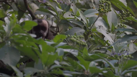 Wild Brown Capuchin Monkey fruit foraging in tropical rainforest jungle canopy Stock Footage 337553250