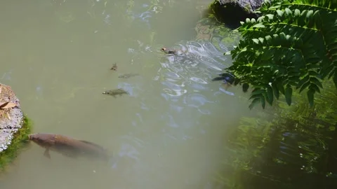 Wild brown carps and tiny fish swimming in a traditional temple pond in Saga Vídeos de archivo 337150512