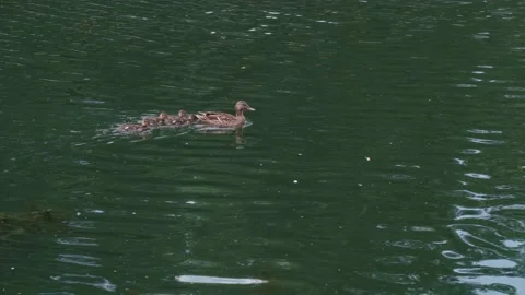 Wild brown duck with four small ducklings swim together on pond Stock Footage 137102145