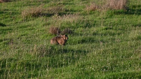 Wild Brown Hare Stock Footage 137785157