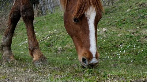 Wild brown horse eats green grass. Slow motion shooting. Horse head close-up. Vidéo 105968693