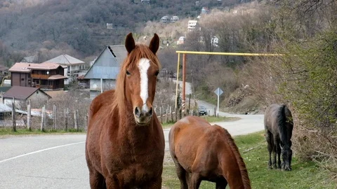 Wild brown horse eats green grass. Slow motion shooting. Vidéo 105970378
