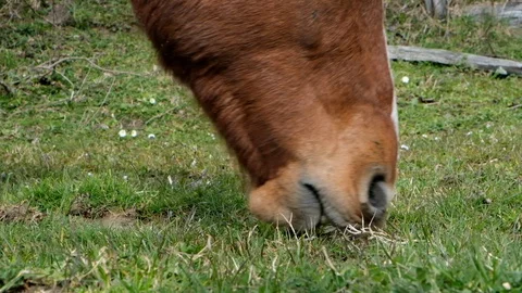 Wild brown horse eats green grass. Slow motion shooting. Vidéo 105971530