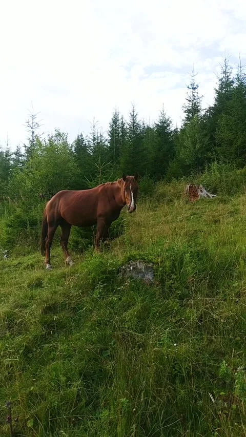 Wild brown horse standing and eating grass on a scenic mountain slope Stock Footage 312648256