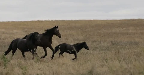 Wild brown horses on the field running gallop Stock Footage