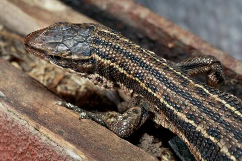 Wild brown lizard. Stock Photos