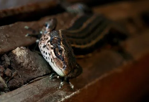 Wild brown lizard. Stock Photos
