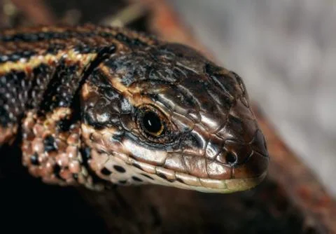 Wild brown lizard. Stock Photos