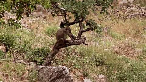 Wild brown macaque monkey sitting on a tree up in the Himalayas 스톡 동영상 102534633