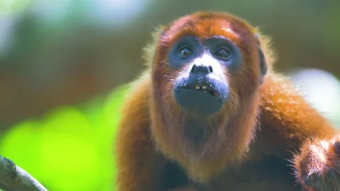 Wild brown monkey feeding on a tree in a jungle of Peru Stock Footage 132396487