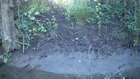 Wild Brown Mouse Sniffing in Daylight Woodland Trail Camera Stock Footage 340660252