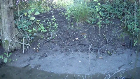 Wild Brown Mouse Sniffing the Ground in Daylight Woodland Trail Camera Stock Footage 340660256