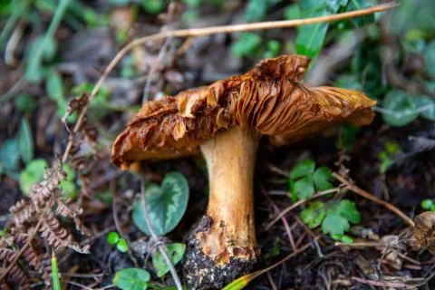 A wild brown mushroom lying on forest floor, BOLU LAKE TURKEY Stock Photos