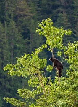 Wild brown or black bear cub high in tree in Alaska Stock Photos