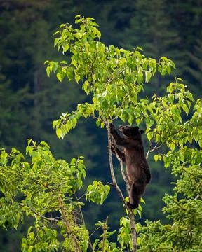 Wild brown or black bear cub high in tree in Alaska Stock Photos