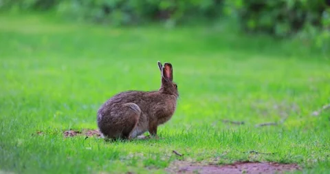 Wild Brown Rabbit Grazing in Prince Edward Island Meadow – 4K UHD Nature Video Video stock 328786643