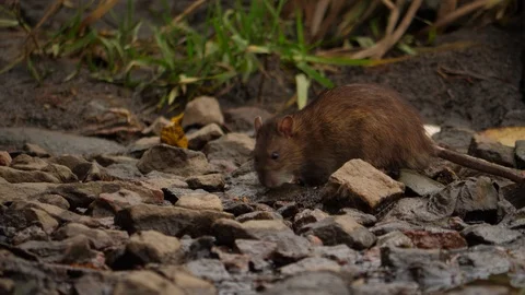 Wild brown rat at bottom of drain channel, look for food 스톡 동영상 118325648