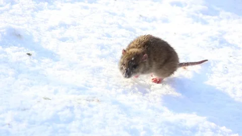 Wild brown rat forages in the snow, adapting to the winter weather. Stock Footage 326944121