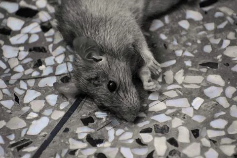 Wild brown rat on a patterned floor Stock Photos