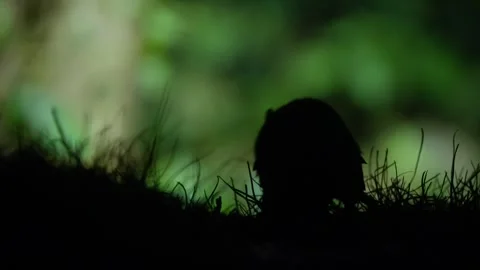 Wild brown rat walking through short green grass Stock Footage 321442996