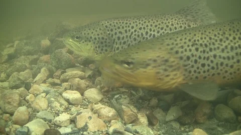 Wild brown trout spawning underwater in Ireland ep.6 Full HD 4:2:2 Stock Footage