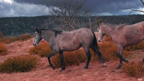 Wild Brumbies- Colour Graded Stock Footage 85111825