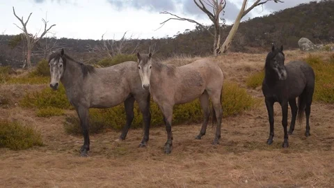 Wild Brumbies Stock Footage 83023889