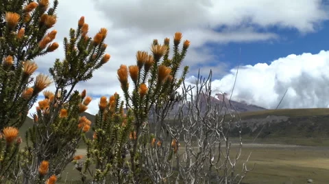 Wild Brush in Front of Cotopaxi Blowing in the Wind Stock Footage