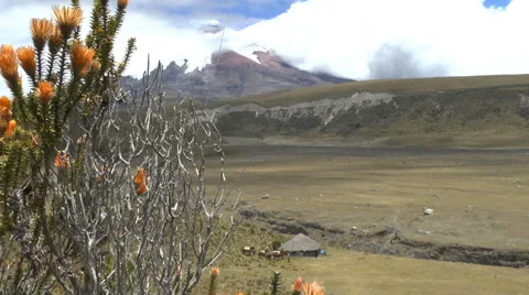 Wild Brush in front of Cotopaxi Stock Footage
