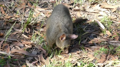 Wild Brushtail Possum facing camera while feeding Video stock 147239526