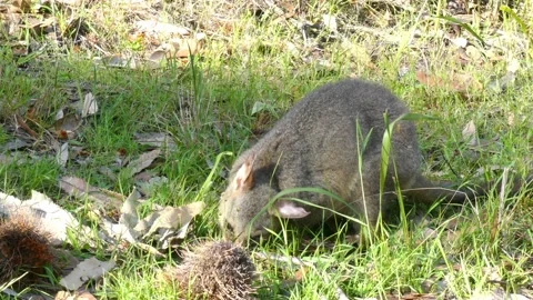Wild Brushtail Possum looking around while feeding in the shade Video stock 147238997