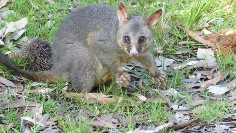Wild Brushtail Possum looking at camera and feeding Video stock 147238159