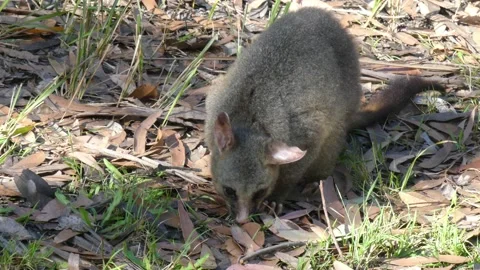 Wild Brushtail Possum sitting foraging through leaf litter for food Video stock 147239599
