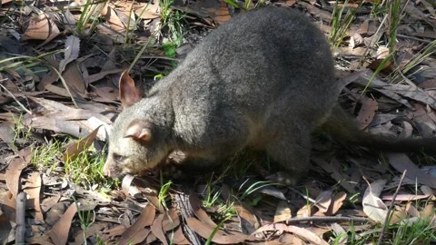 Wild Brushtail Possum sorting foraging through leaf litter for food Video stock 147239013