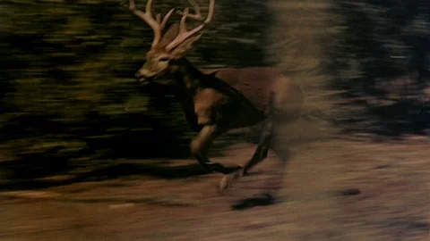 Wild buck running through a forest, 1980s Stock Footage 95996465